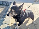 Minihusky, miastowy, wychowany CORGI mix - 4