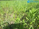 działka 950m2 w Falentach Nowych - 4
