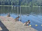 Działka nad jeziorem Ruda Woda- Wilamowo. - 4