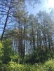 Działka Leśna Sosna 5006 m2 Łaś Toczyłowo - 2