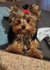 Yorkshire terrier suczka ZKWP - 1