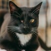 Marcepanek jednooczek czarno biały kot szuka domu adopcja - 2