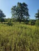 DZIAŁKA ROLNA 3000m2 BLISKO PUSZCZY LEONCIN - 8