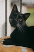 Marcepanek jednooczek czarno biały kot szuka domu adopcja - 3