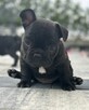 Buldog Francuski - 4