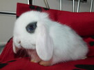 Mini lop białe - 13