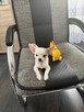Chihuahua 4 miesiące - 4