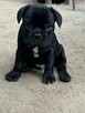Buldog Francuski - 2