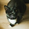 Marcepanek jednooczek czarno biały kot szuka domu adopcja - 8