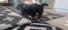 Shih tzu - 3