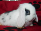 Mini lop białe - 12