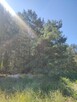 Działka Leśna Sosna 5006 m2 Łaś Toczyłowo - 4