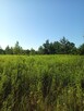 DZIAŁKA ROLNA 3000m2 BLISKO PUSZCZY LEONCIN - 10