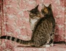 Niewidome Mirelka i Tilly szukają wspólnego domu, adopcja, P - 2