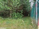 Działka | w Lesie | 3001m2 | Łopacin | gm. Sońsk - 7