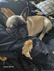 Buldog francuski - 6
