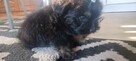 Shih tzu - 1