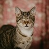 Niewidome Mirelka i Tilly szukają wspólnego domu, adopcja, P - 3