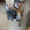 Buldog francuski - 4