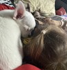 Chihuahua 4 miesiące - 5
