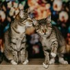 Niewidome Mirelka i Tilly szukają wspólnego domu, adopcja, P - 4