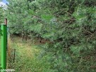 Działka | w Lesie | 3001m2 | Łopacin | gm. Sońsk - 8