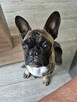 Buldog francuski - 3