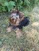 Yorkshire terrier suczka ZKWP - 2