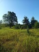 DZIAŁKA ROLNA 3000m2 BLISKO PUSZCZY LEONCIN - 6