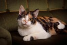 Krysia trikolorka FeLV + szuka domu, adopcja w całej Polsce - 2