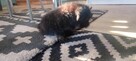 Shih tzu - 2