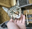 Sympatyczna kicia poleca się do adopcji - 1