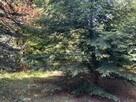 Działka rekreacyjna 600 m² z domkiem | Arciechów - 2