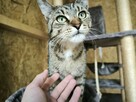 Sympatyczna kicia poleca się do adopcji - 4
