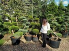 Drzewa i krzewy formowane.Niwaki - bonsai ogrodowe - 3