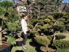 Drzewa i krzewy formowane.Niwaki - bonsai ogrodowe - 8