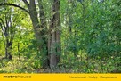 Działka budowlana 2.6 ha z zabytkowym pałacem. - 9