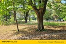 Działka budowlana 2.6 ha z zabytkowym pałacem. - 12
