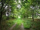 Świeszewo,gm.Gryfice,1.8458ha,Decyzja wz,pod dom. - 6