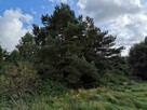 Świeszewo,gm.Gryfice,1.8458ha,Decyzja wz,pod dom. - 13