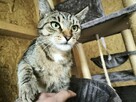 Sympatyczna kicia poleca się do adopcji - 2
