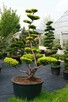 Drzewa i krzewy formowane.Niwaki - bonsai ogrodowe - 1