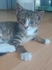 Cudowna Zara szuka rodzinki do pokochania! - 3