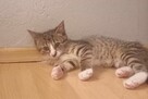 Cudowna Zara szuka rodzinki do pokochania! - 2