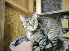 Sympatyczna kicia poleca się do adopcji - 3