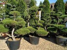 Drzewa i krzewy formowane.Niwaki - bonsai ogrodowe - 5