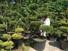 Drzewa i krzewy formowane.Niwaki - bonsai ogrodowe - 6