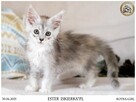 Srebrzysta kotka maine coon - 6