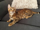 Kocięta bengalskie z rodowodem - 9