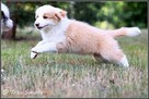 szczeniaki psy Border Collie suczki rodowód ZKwP FCI - 10